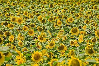 《海岛大亨7》公布 2026年发售、Game Pass首发